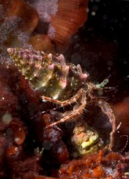 Bernard L'Hermitte; Picture take in Med, Corsica; Canon G... by Olivier Bonnenfant 